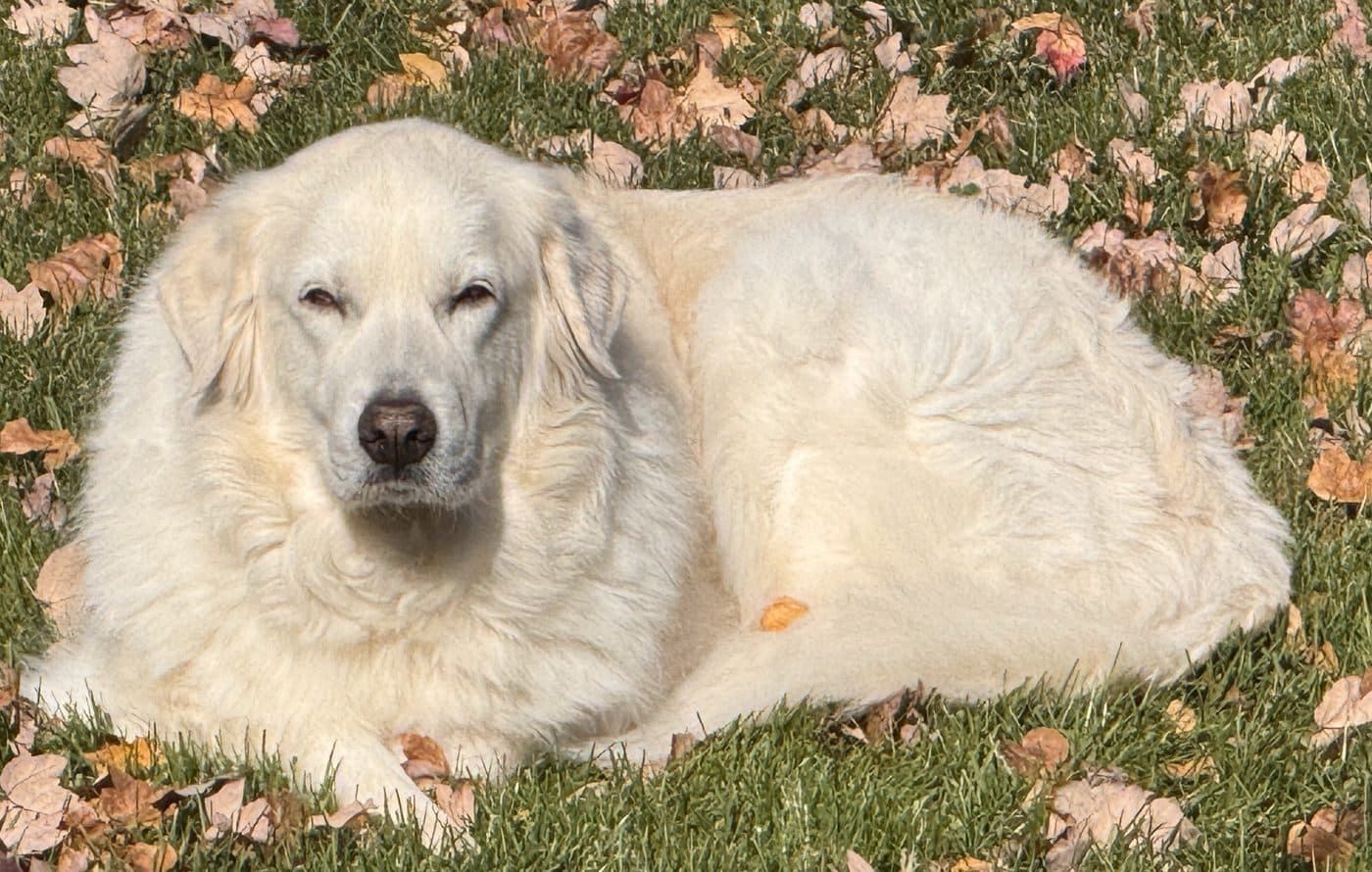 Rosie, the real one: watching